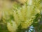 Flowering Melaleuca pallida, lemon bottlebrush