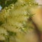 Flowering Melaleuca pallida, lemon bottlebrush