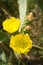 Flowering Mexican cactus