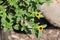 Flowering Mexican creeping zinnia Sanvitalia procumbens plant with green leaves and yellow flower in garden