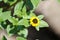 Flowering Mexican creeping zinnia Sanvitalia procumbens plant with green leaves and yellow flower in garden