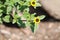 Flowering Mexican creeping zinnia Sanvitalia procumbens plant with green leaves and yellow flower in garden