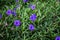 Flowering Mexican petunia bush with blue-lilac flowers on green leaves background