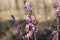 Flowering mezereum Daphne mezereum plant in forest