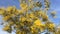 Flowering mimosa tree, moved by the wind