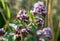 Flowering mint