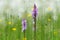 A flowering moorland spotted orchid in front of cottongrass