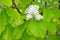 Flowering mountain ash alder Sorbus alnifolia Siebold & Zucc. K. Koch