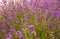 Flowering mountain lavender. Fragrant wild flowers