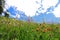 Flowering mountain meadow