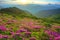 Flowering mountains scenery, stunning summer dawn landscape, amazing blooming pink rhododendron flowers, amazing panoramic nature 