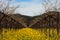 Flowering mustard