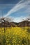 flowering mustard