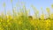 Flowering mustard crop, yellow flowers moving in air flow