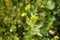 Flowering mustard Sinapis. Small yellow flowers.