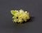 Flowering natural branch of Linden or Tilia tree with yellow flowers.