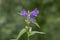 Flowering Nettle-leaved Bellflower Campanula trachelium. Bellflower family Campanulaceae.