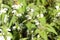 Flowering nettle, summer field