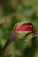 Flowering of a new velvet rosebud