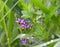 The flowering nightshade is bittersweet Solanum dulcamara L