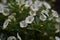 Flowering Nightshade (Lycianthes rantonnetii) - Gentian bush