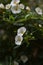 Flowering Nightshade (Lycianthes rantonnetii) - Gentian bush