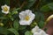 Flowering Nightshade (Lycianthes rantonnetii) - Gentian bush