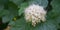 Flowering ninebark shrub.  Physokarpus capitatus, commonly called Pacific ninebark or tall ninebark