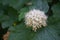 Flowering ninebark shrub.  Physokarpus capitatus, commonly called Pacific ninebark or tall ninebark