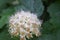 Flowering ninebark shrub.  Physokarpus capitatus, commonly called Pacific ninebark or tall ninebark