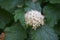 Flowering ninebark shrub.  Physokarpus capitatus, commonly called Pacific ninebark or tall ninebark