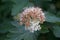 Flowering ninebark shrub.  Physokarpus capitatus, commonly called Pacific ninebark or tall ninebark
