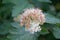 Flowering ninebark shrub.  Physokarpus capitatus, commonly called Pacific ninebark or tall ninebark