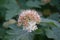 Flowering ninebark shrub.  Physokarpus capitatus, commonly called Pacific ninebark or tall ninebark