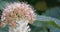 Flowering ninebark shrub.  Physokarpus capitatus, commonly called Pacific ninebark or tall ninebark