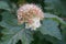 Flowering ninebark shrub.  Physokarpus capitatus, commonly called Pacific ninebark or tall ninebark