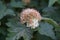 Flowering ninebark shrub.  Physokarpus capitatus, commonly called Pacific ninebark or tall ninebark