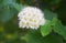 Flowering ninebark shrub.  Physokarpus capitatus, commonly called Pacific ninebark or tall ninebark