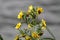 Flowering Nodding Bur-Marigold Bidens cernua plant in wild