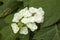 Flowering oakleaf hydrangea