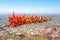 Flowering Ocotillo Flower on Top of a Hill