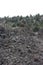 A flowering Ohi`a tree growing through a pile of volcanic rock on the floor of the Kilauea Iki Crater in Hawaii