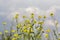 Flowering oilseed flower field closeup