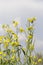 Flowering oilseed flower field closeup