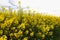 Flowering oilseed rape on a white background