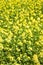 Flowering oilseed rapeseed
