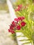 Flowering oleander bush.