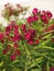 Flowering oleander bush.