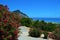 Flowering oleander bushes on the east coast of Rhodes island, Greece