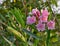 Flowering oleander Nerium oleander, Apocynaceae with pink flow